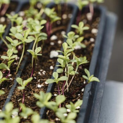 Close-up of Seedlings in Little Pots