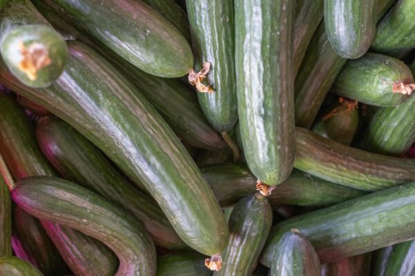 Free stock photo of cucumber, fruits, greengrocer