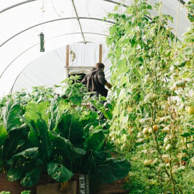 Photo of Man Standing Surrounded by Green Leaf Plants